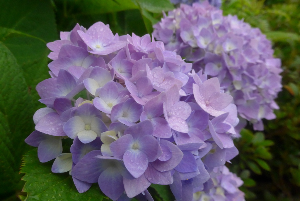 P1230093　あじさい