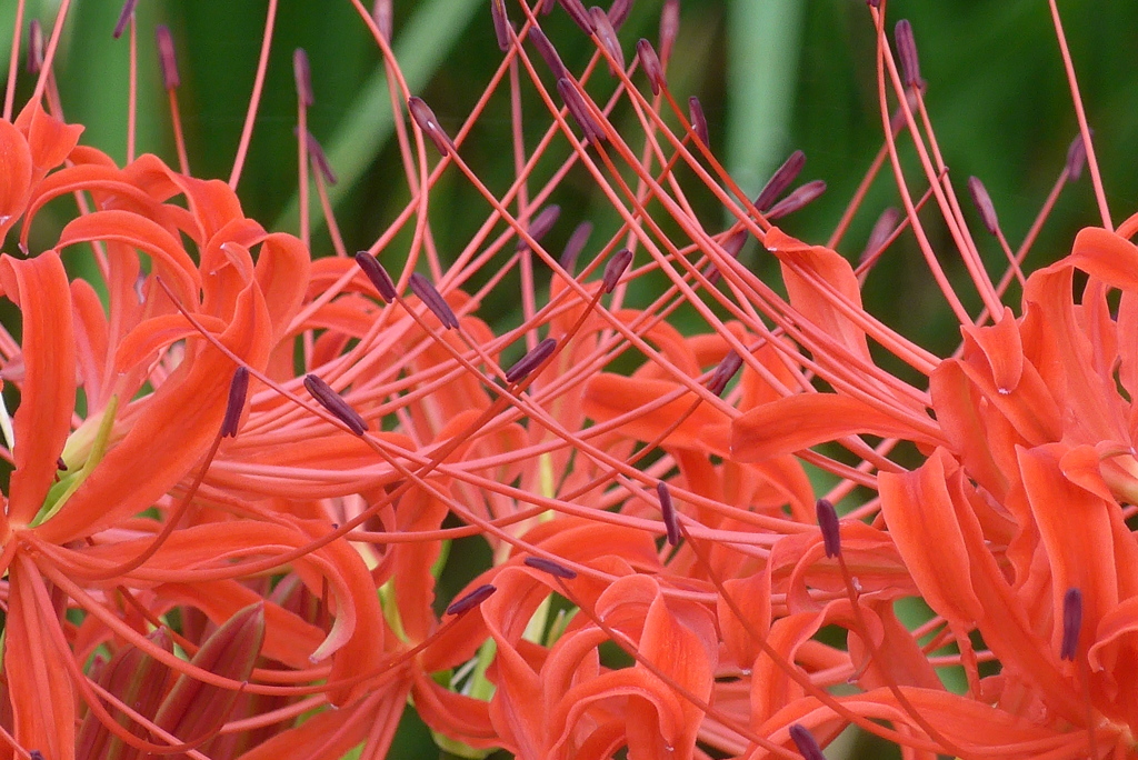 P1280392　情熱（花言葉）