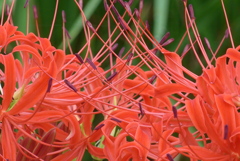 P1280392　情熱（花言葉）