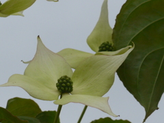 P1150832 (2)　ヤマボウシ
