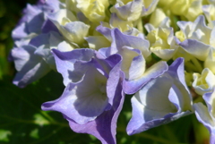 P1270333　あじさい