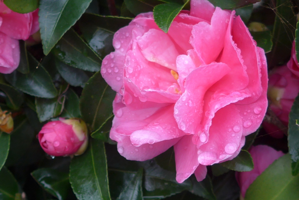 P1340482　山茶花