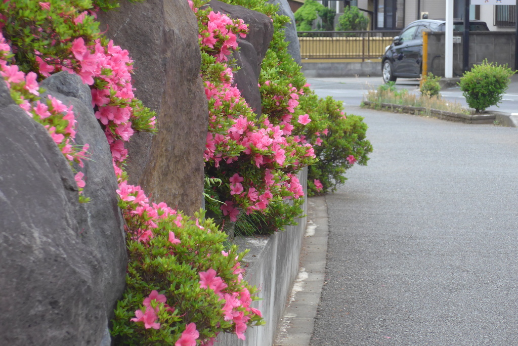 P1230044　さつき