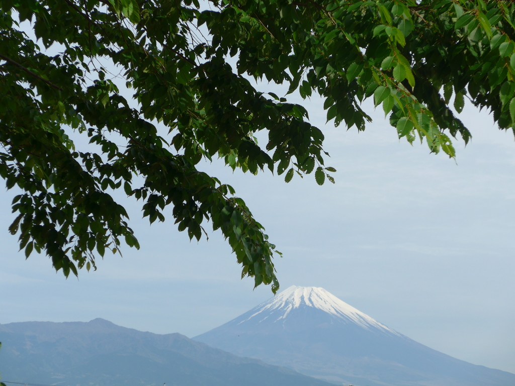 P1080998　緑と富士山