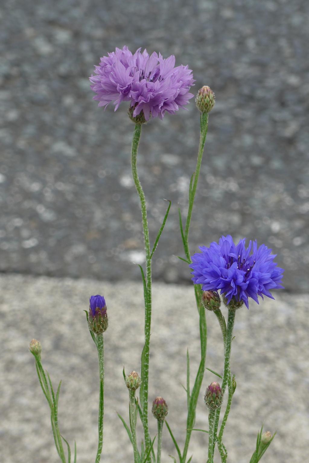 P1300191　ヤグルマソウ