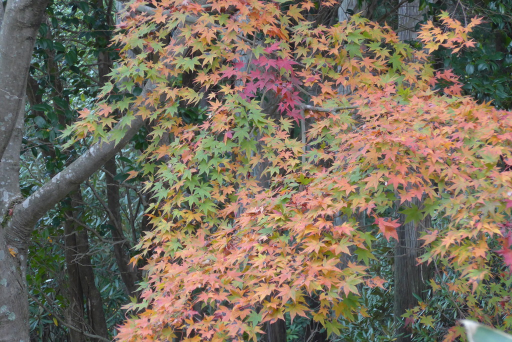 P1190212　修善寺虹の郷にて　～紅葉～