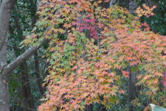 P1190212　修善寺虹の郷にて　～紅葉～