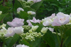 P1230105　あじさい