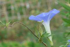 P1390015　アサガオ