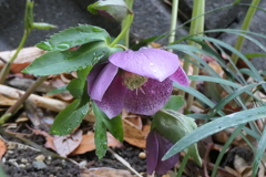 P1079788　雨上がりのクリスマスローズ