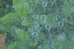 P1068916　蜘蛛の糸と水玉