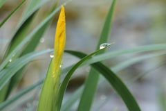 P1011593　雨上がりに