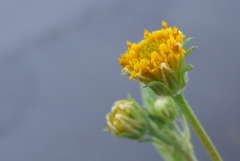 P1390091 野の花 P1390091 野の花