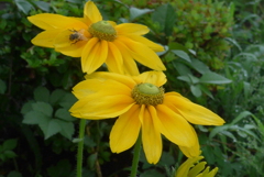 P1100536　夏の花