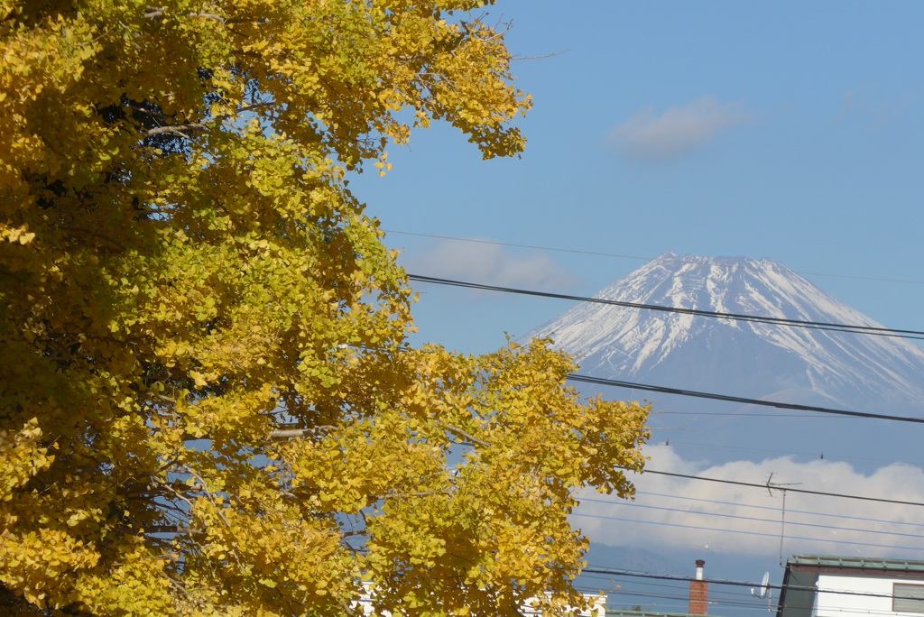 P1340643　富士山とイチョウ