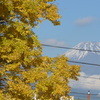 P1340643　富士山とイチョウ