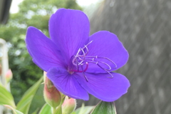 P1069122　シコンノボタン