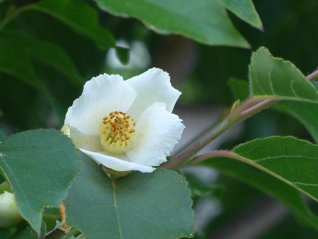 P1160112　ヒメシャラ