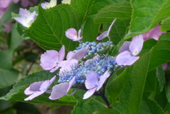 P1380737　紫陽花