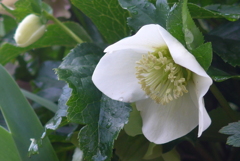 P1200896　私の不安をやわらげて（花言葉）