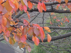 P1120720　秋色…