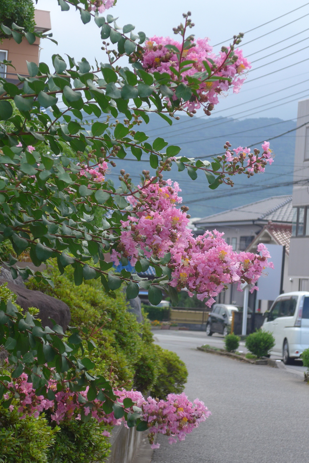 P1360520　散歩で
