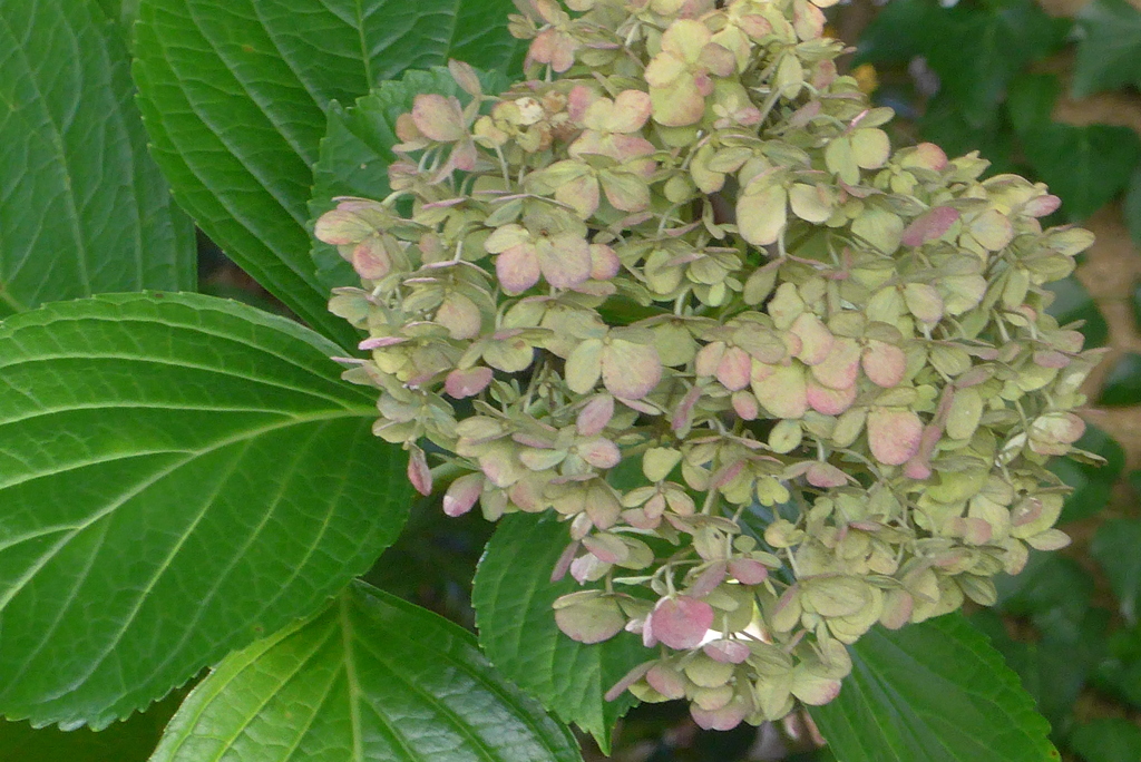 P1390284　晩秋の紫陽花