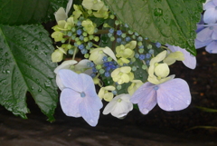 P1300708　おしゃれに