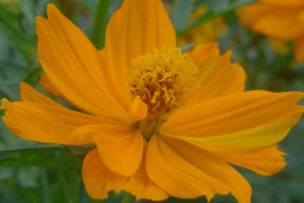 P1110160　キバナコスモス