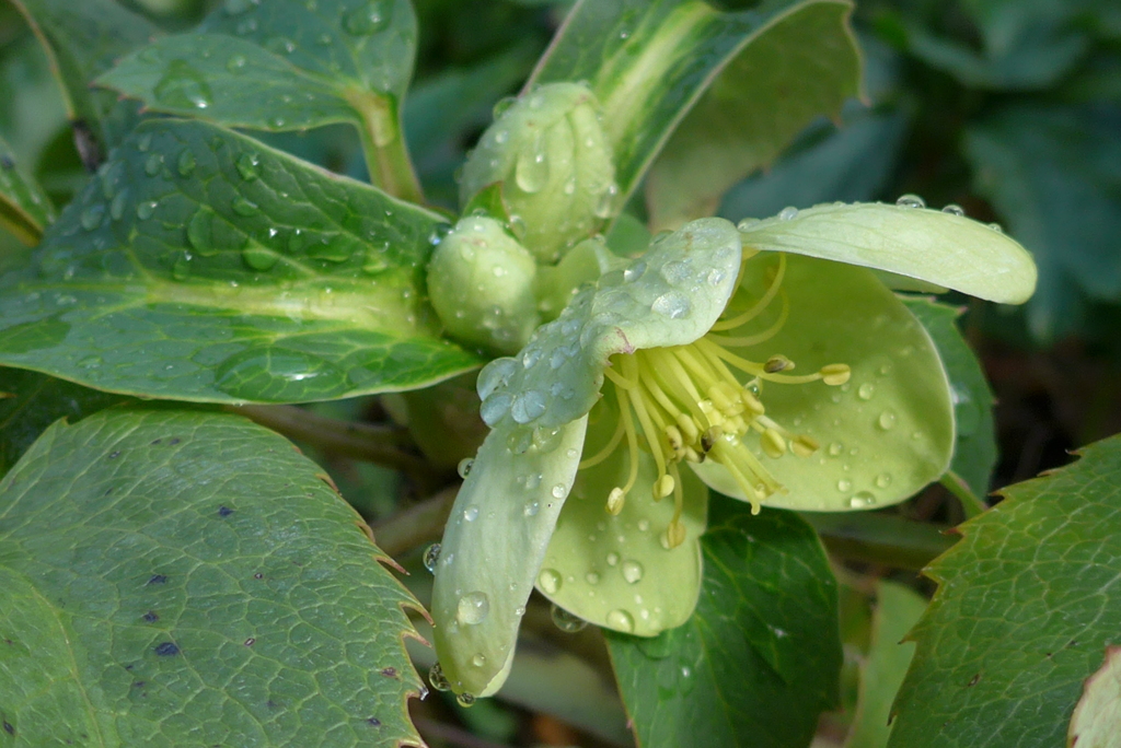 P1130572　雨に濡れて…