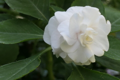 P1057089　横浜イングリッシュガーデンにて