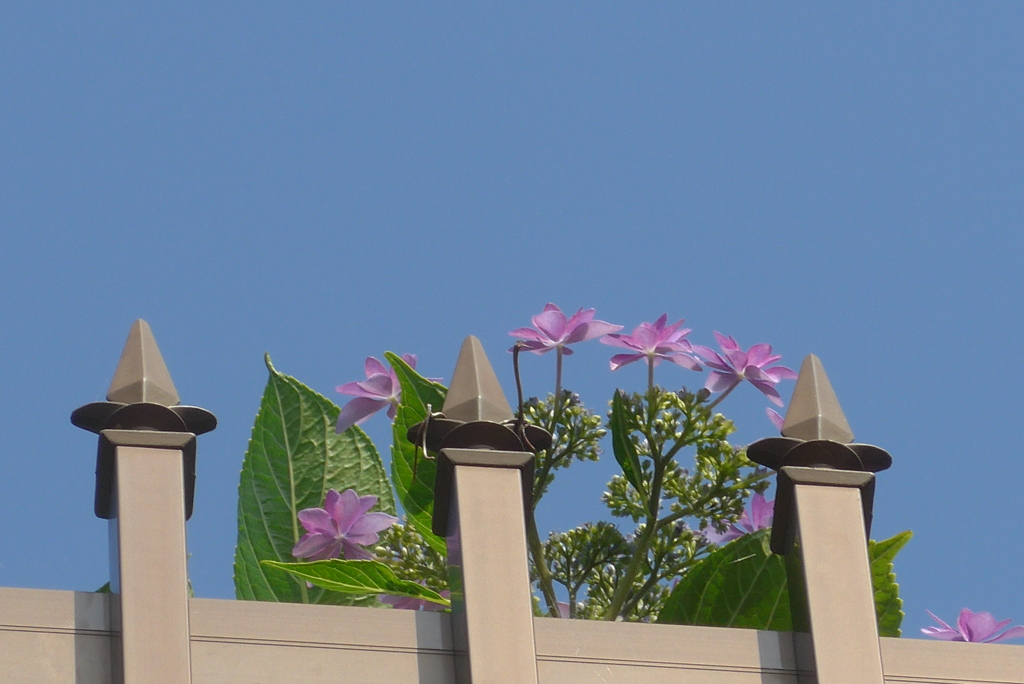 P1230295　青空と…