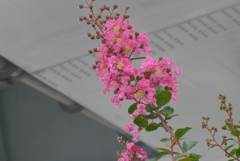 P1240024　サルスベリ