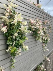 IMG_0226　お花のような葉っぱ