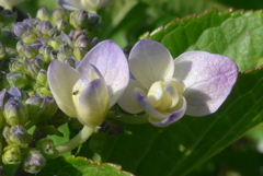 P1300485　アジサイ