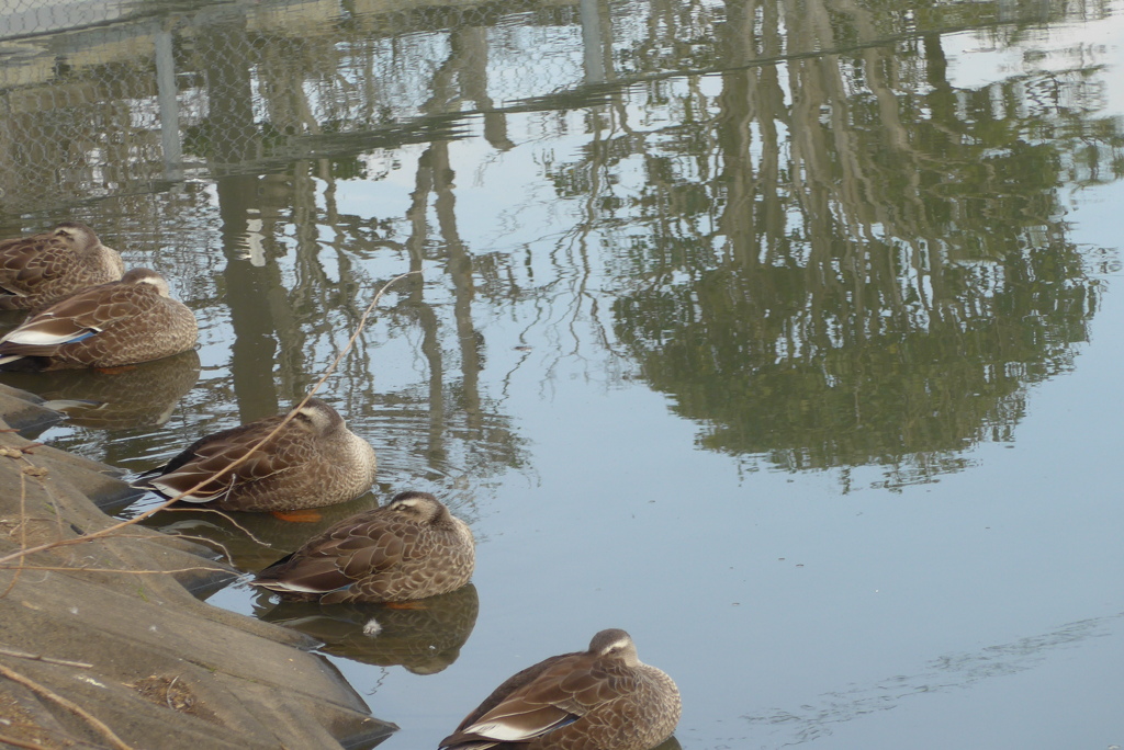 P1350033　みんなでお休み