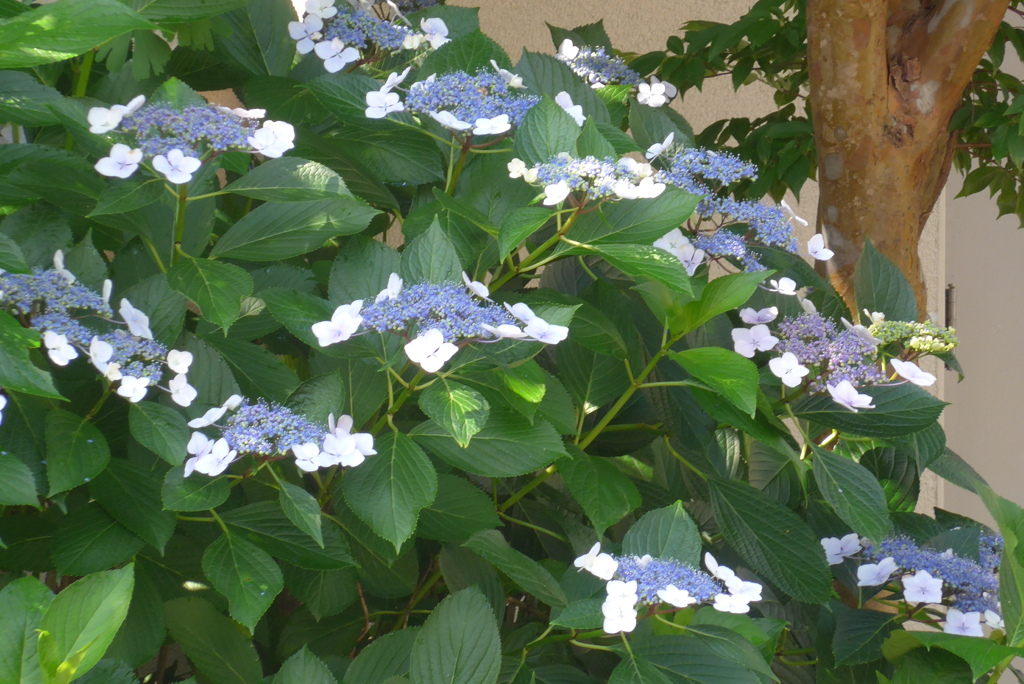 P1300583　あじさい