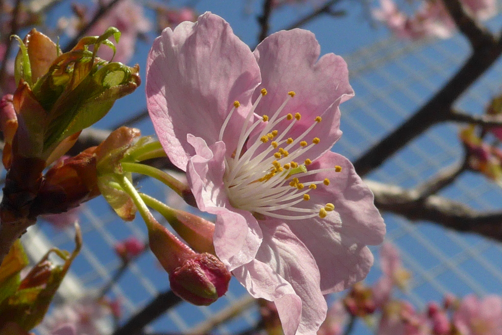 P1290402　河津桜