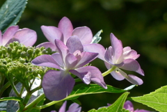 P1300478　ダンスパーティー