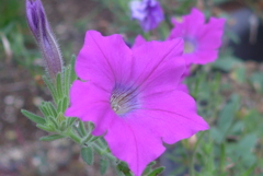 P1170268　ご婦人