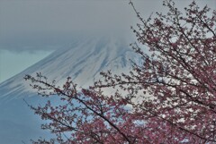 P1320131 (2)　2月23日 河津桜と富士山