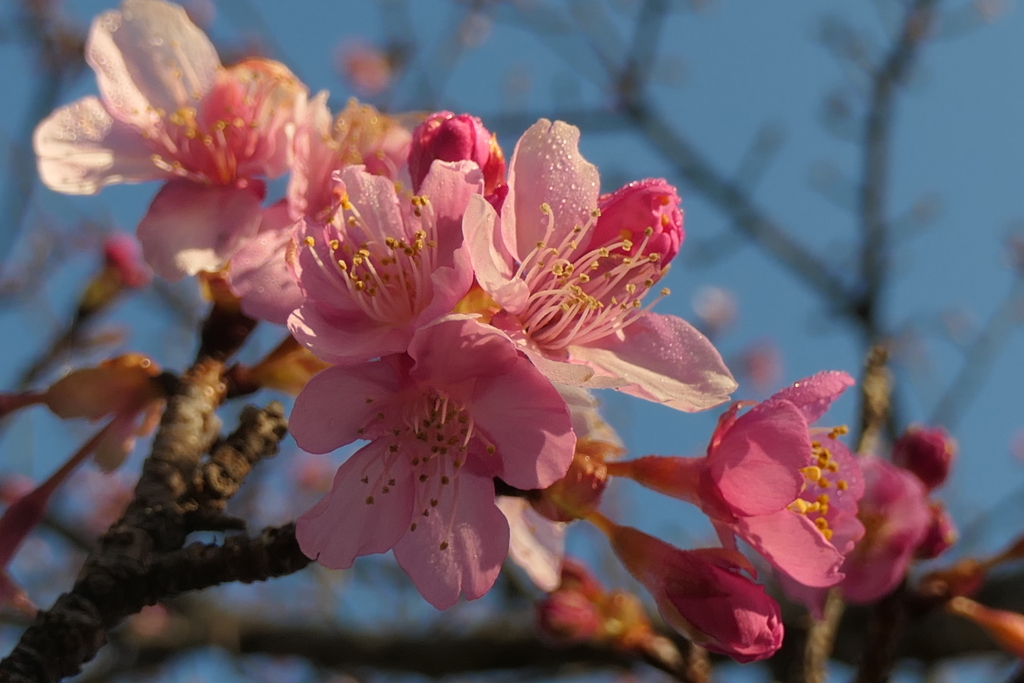 P1034920　冬の桜