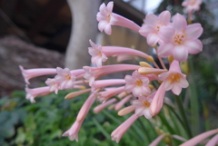 P1390342　キルタンサス