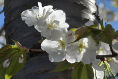 P1290857　白い桜