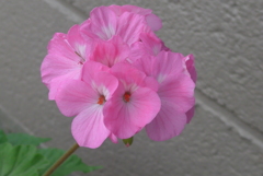 P1280133　ゼラニューム