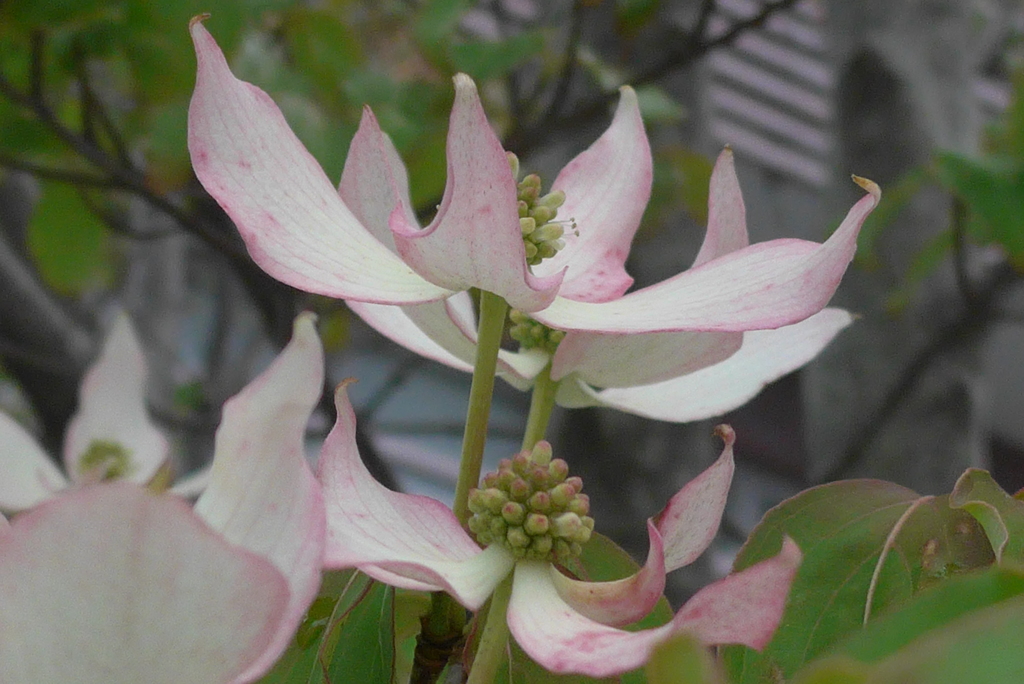 P1090476　薄紅色の…