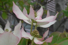 P1090476　薄紅色の…