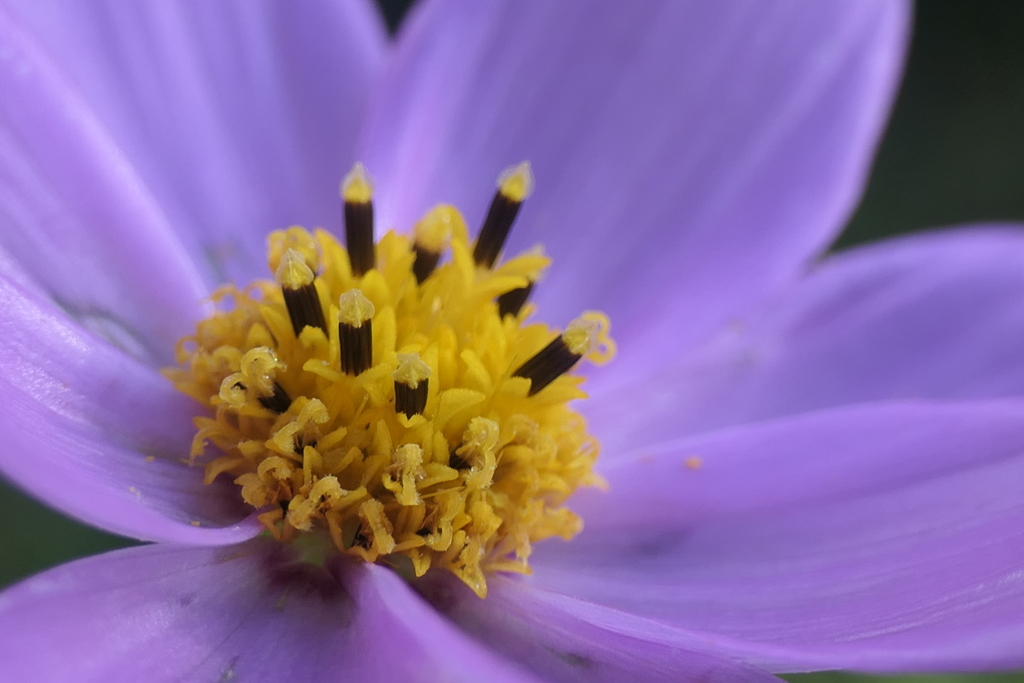 P1080900　コスモス