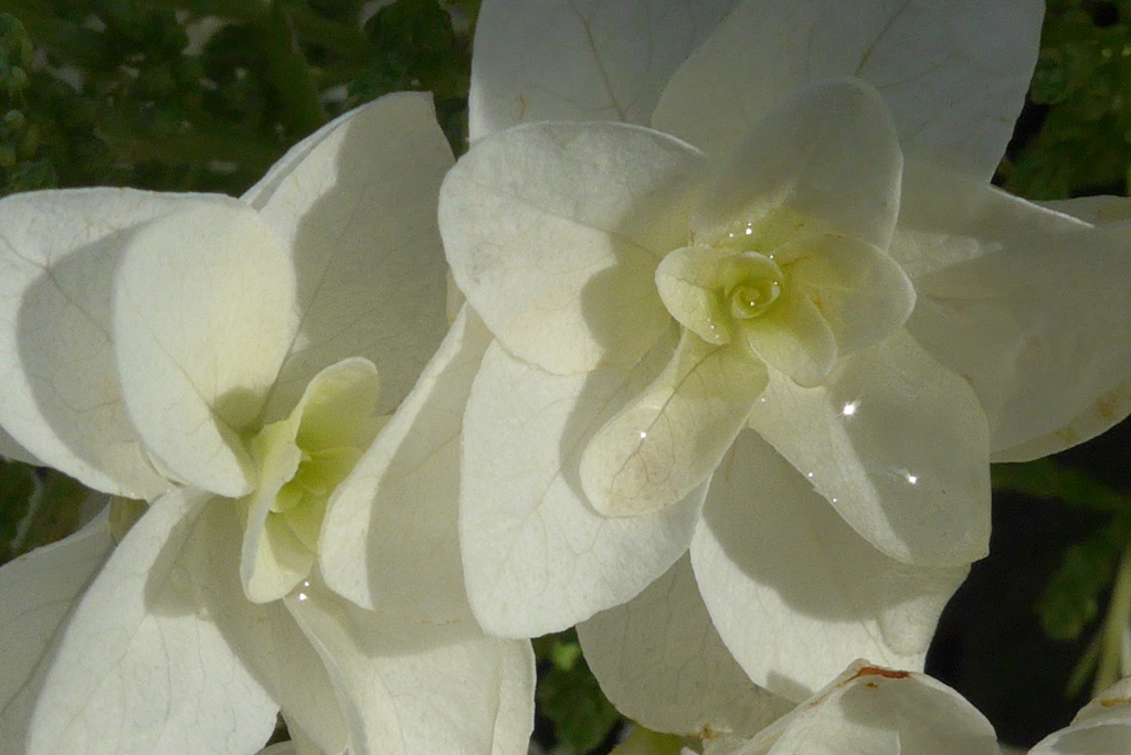 P1090864　朝日に