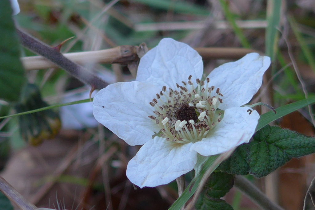 P1350107　野イチゴの花